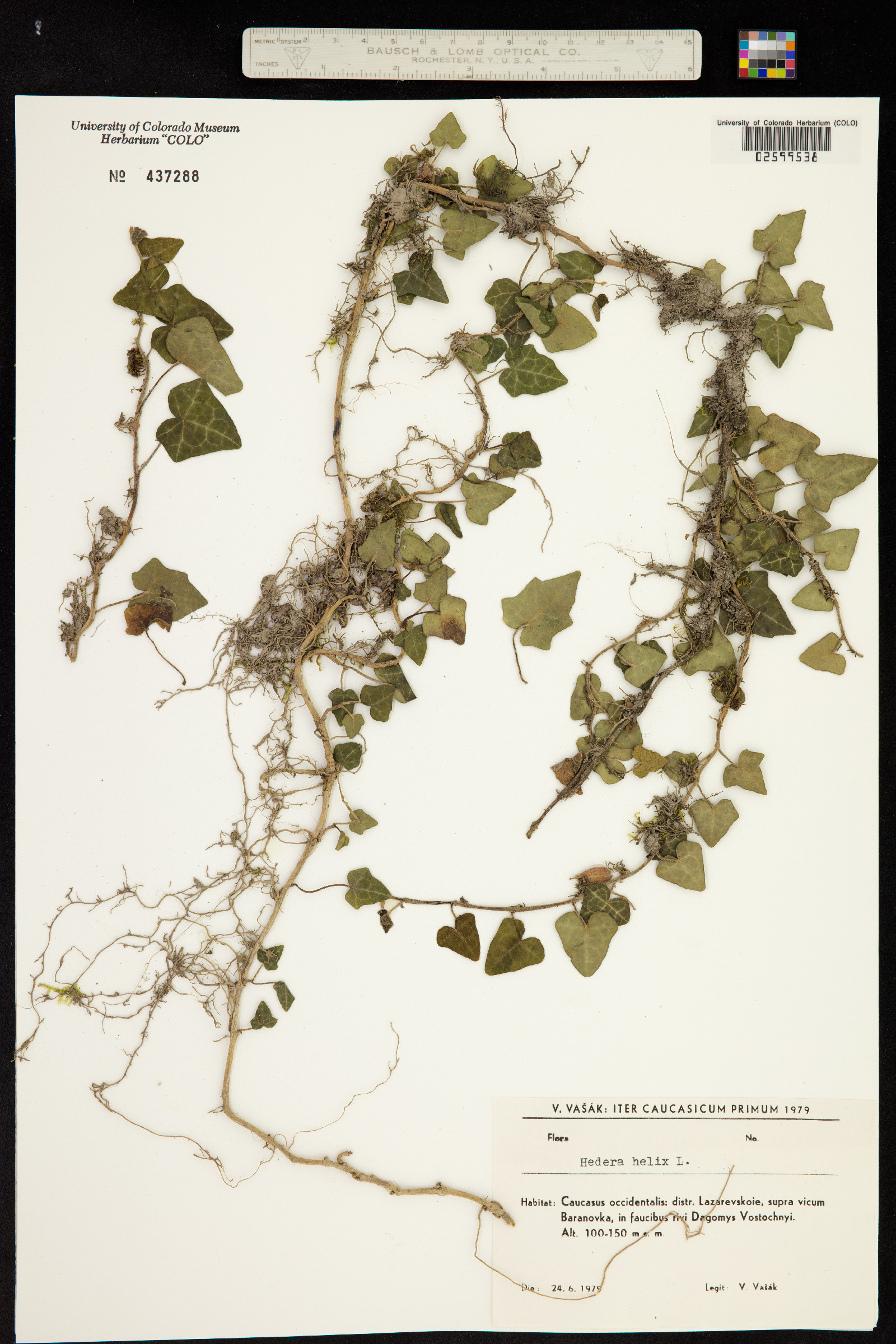 Hedera image
