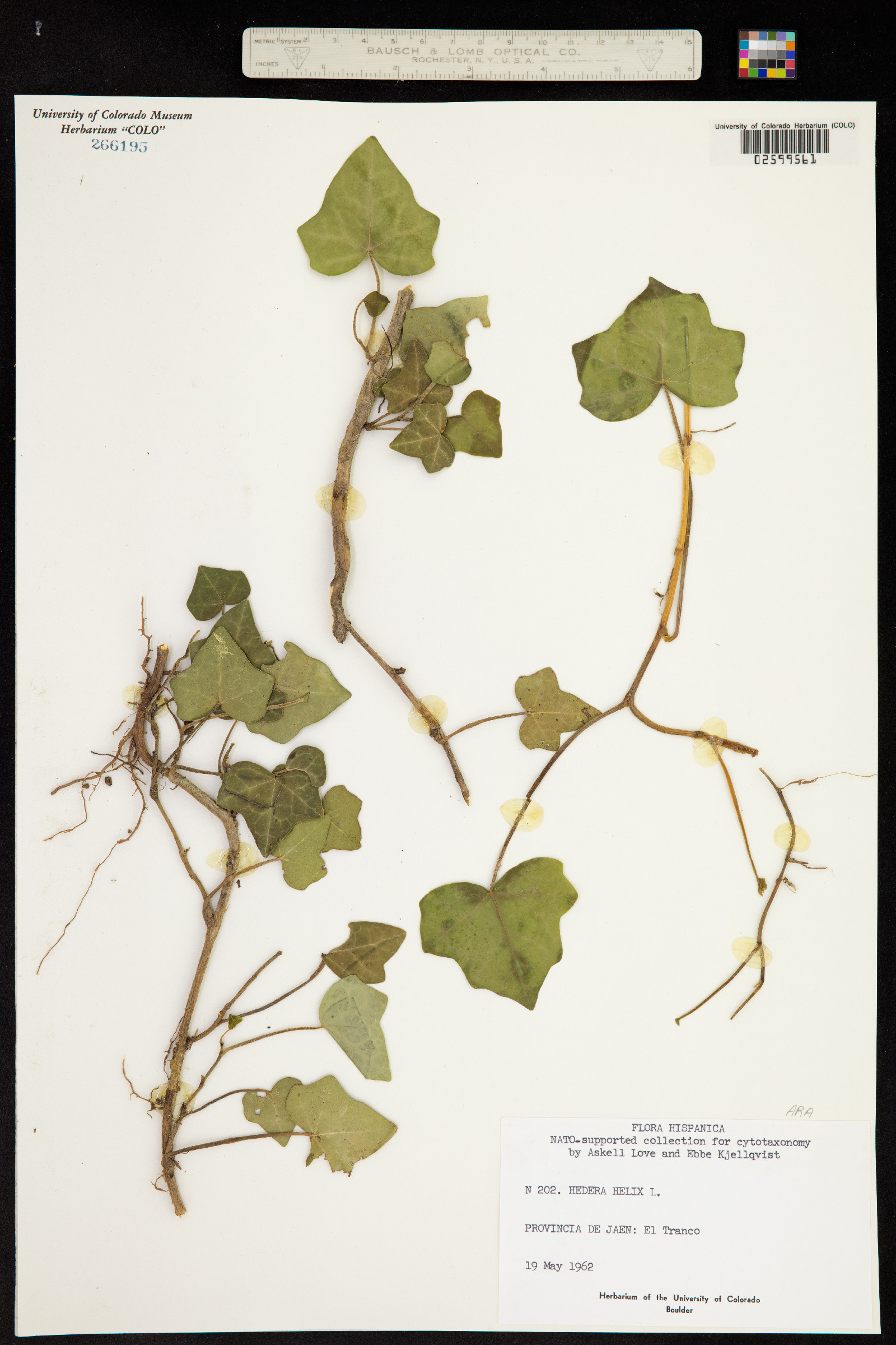 Hedera helix image