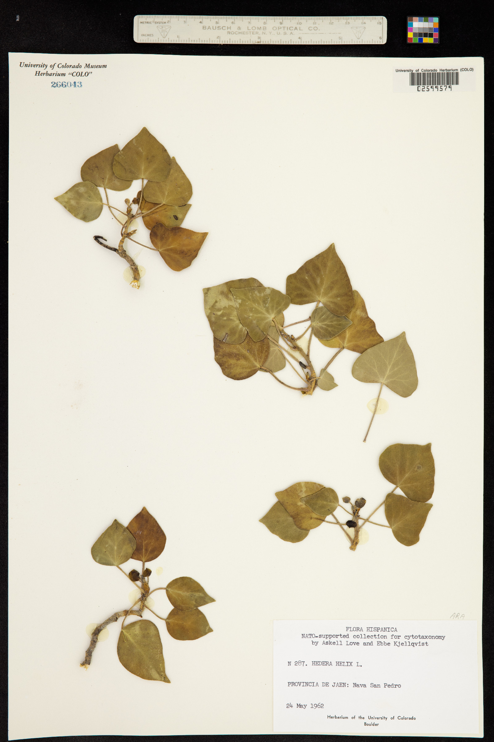 Hedera helix image