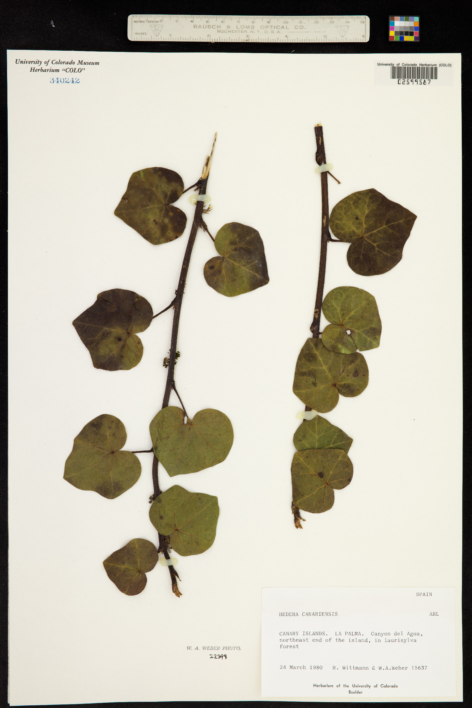 Hedera helix image