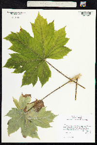 Oplopanax horridus image