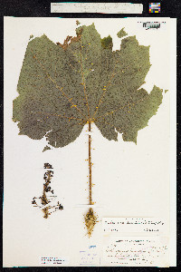 Oplopanax horridus image