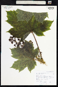 Oplopanax horridus image