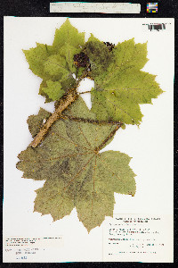 Oplopanax horridus image