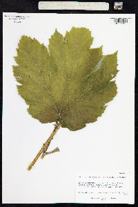 Oplopanax horridus image