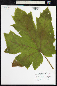 Oplopanax horridus image