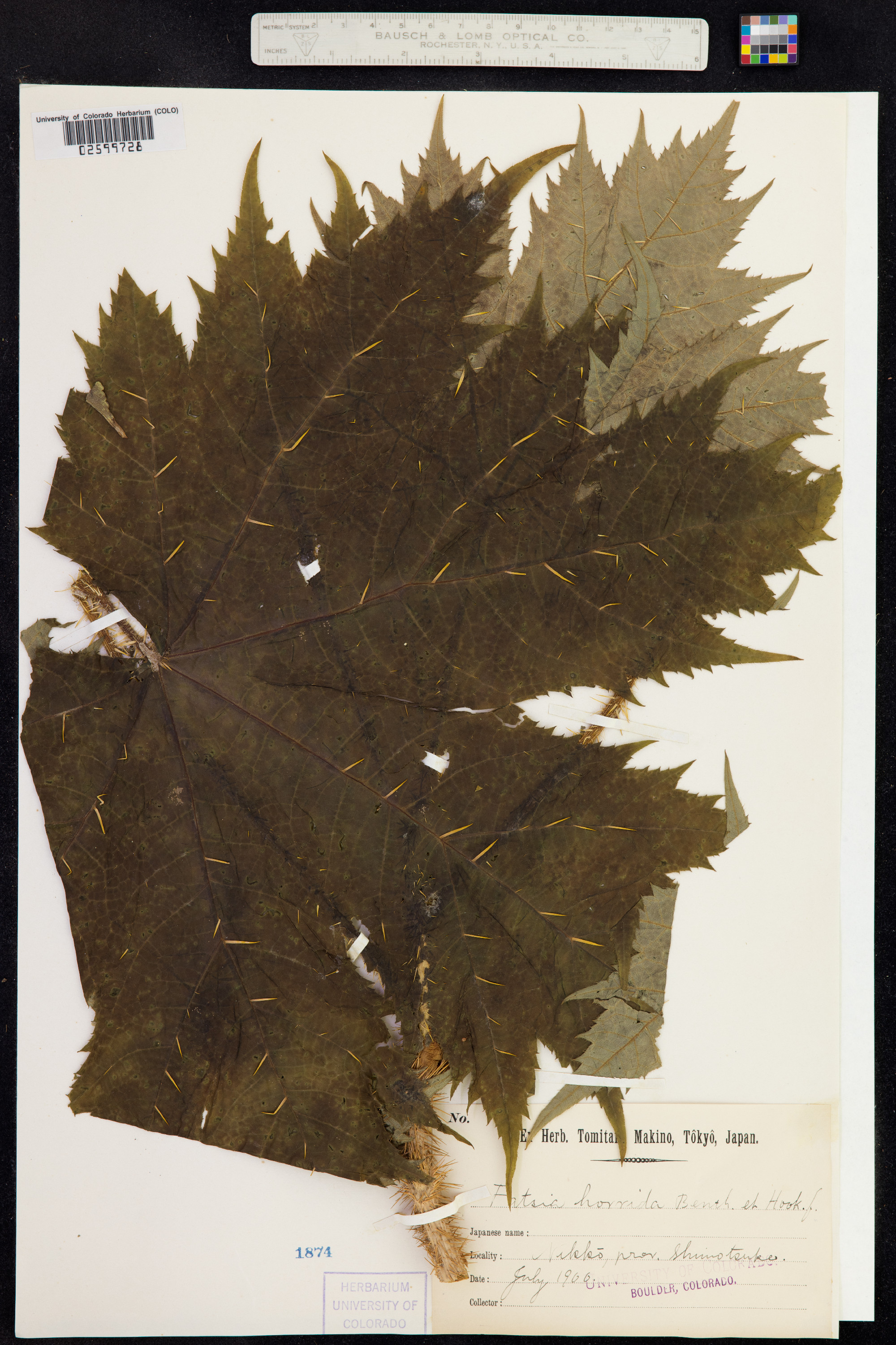 Oplopanax horridus image
