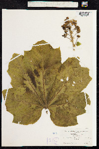 Oplopanax horridus image