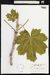 Oplopanax horridus image