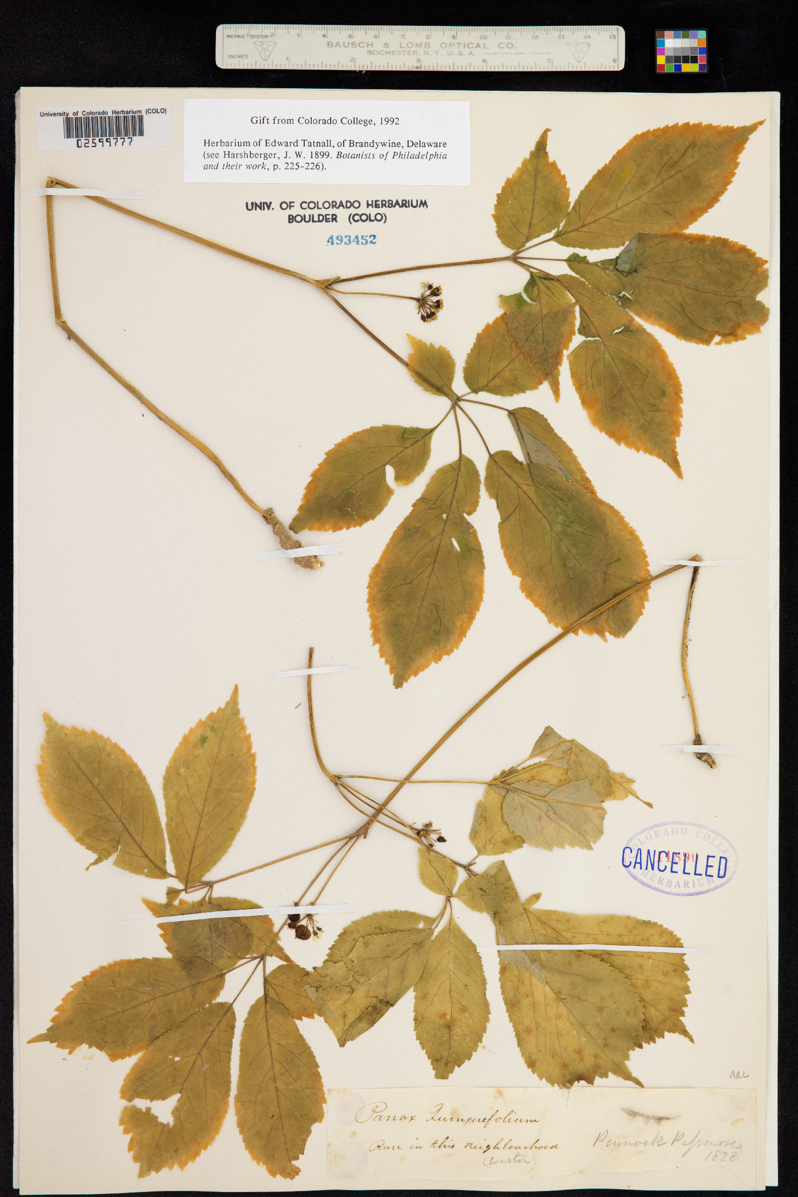 Panax quinquefolius image