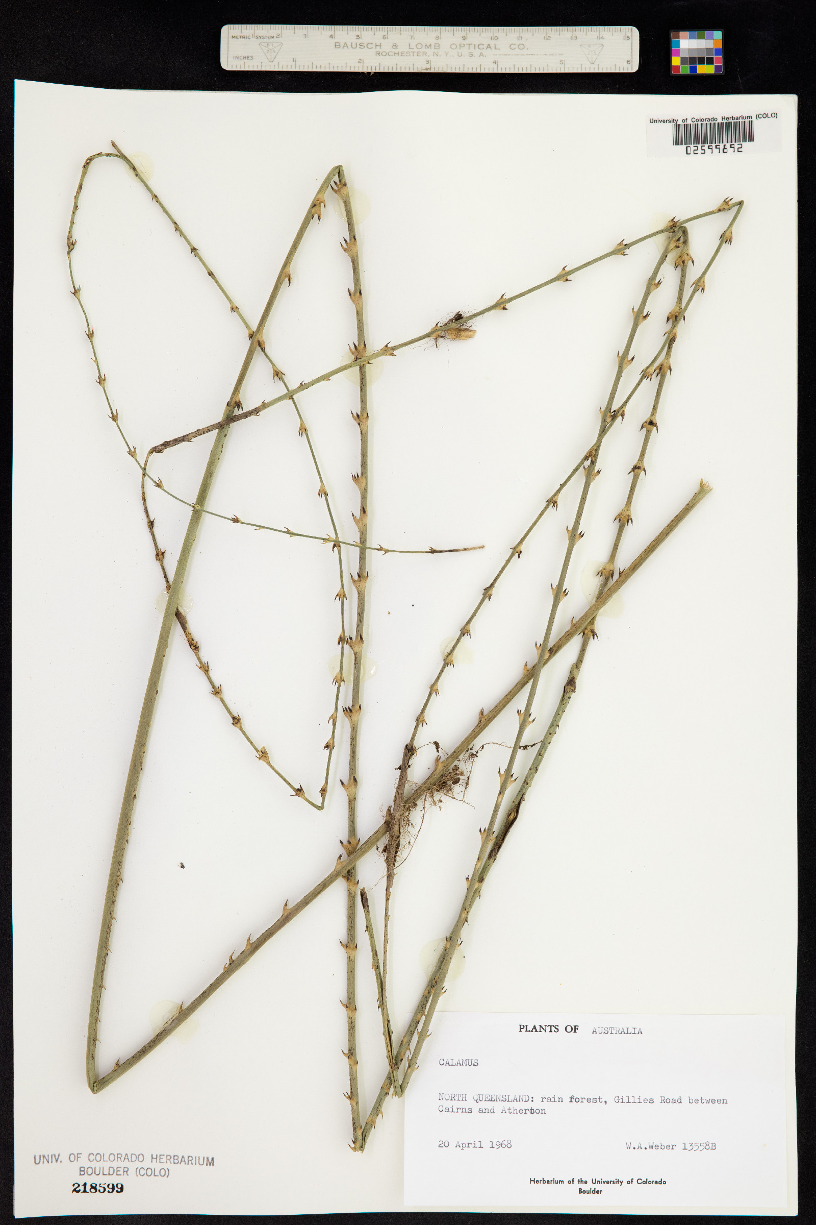 Calamus image