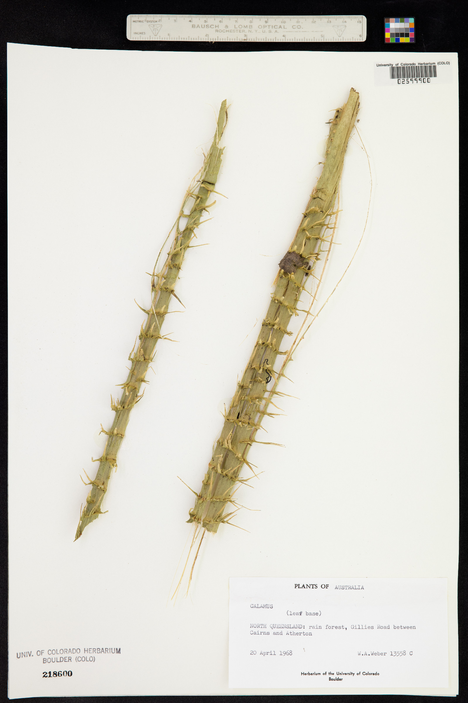 Calamus image