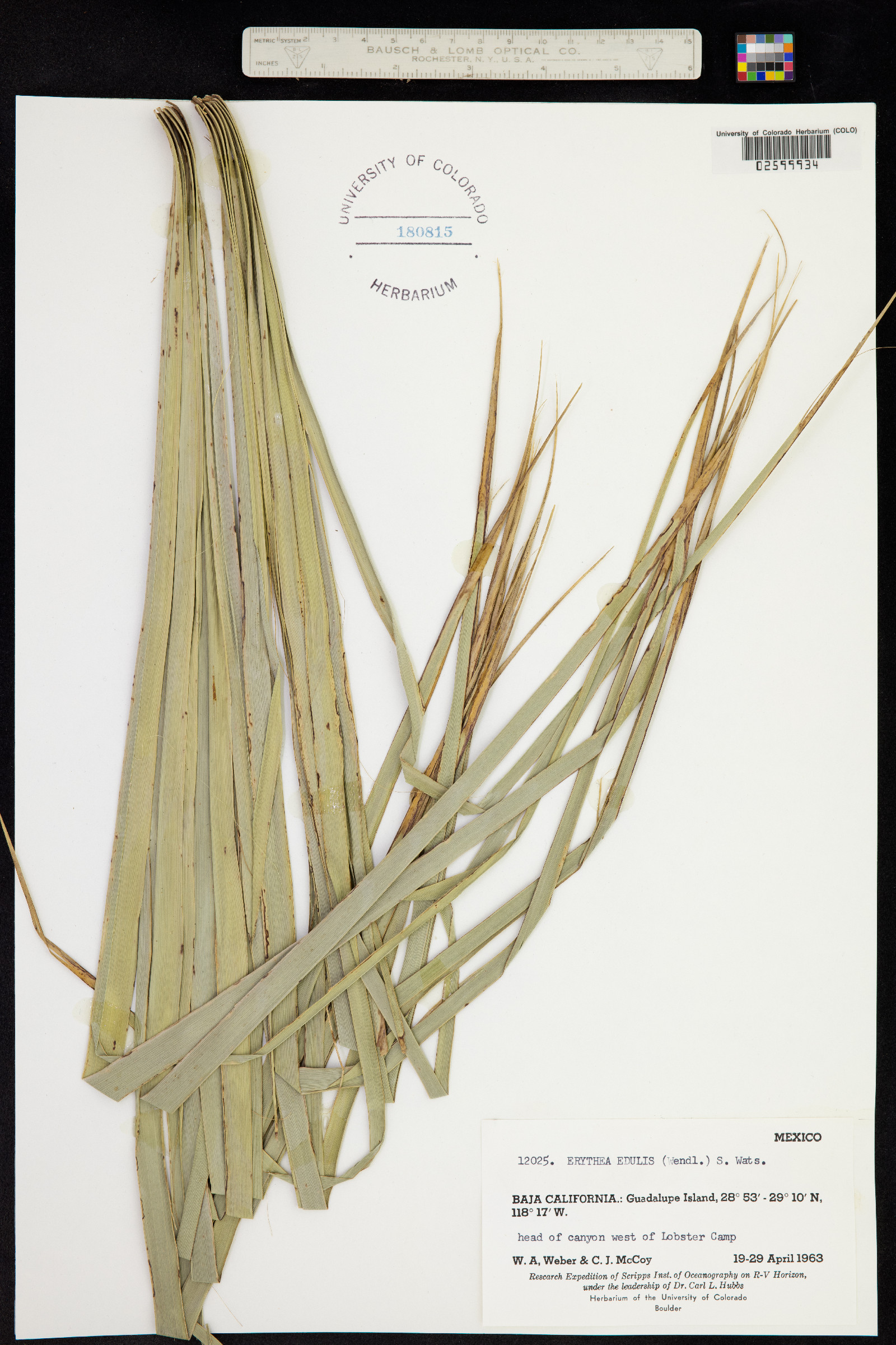 Brahea edulis image