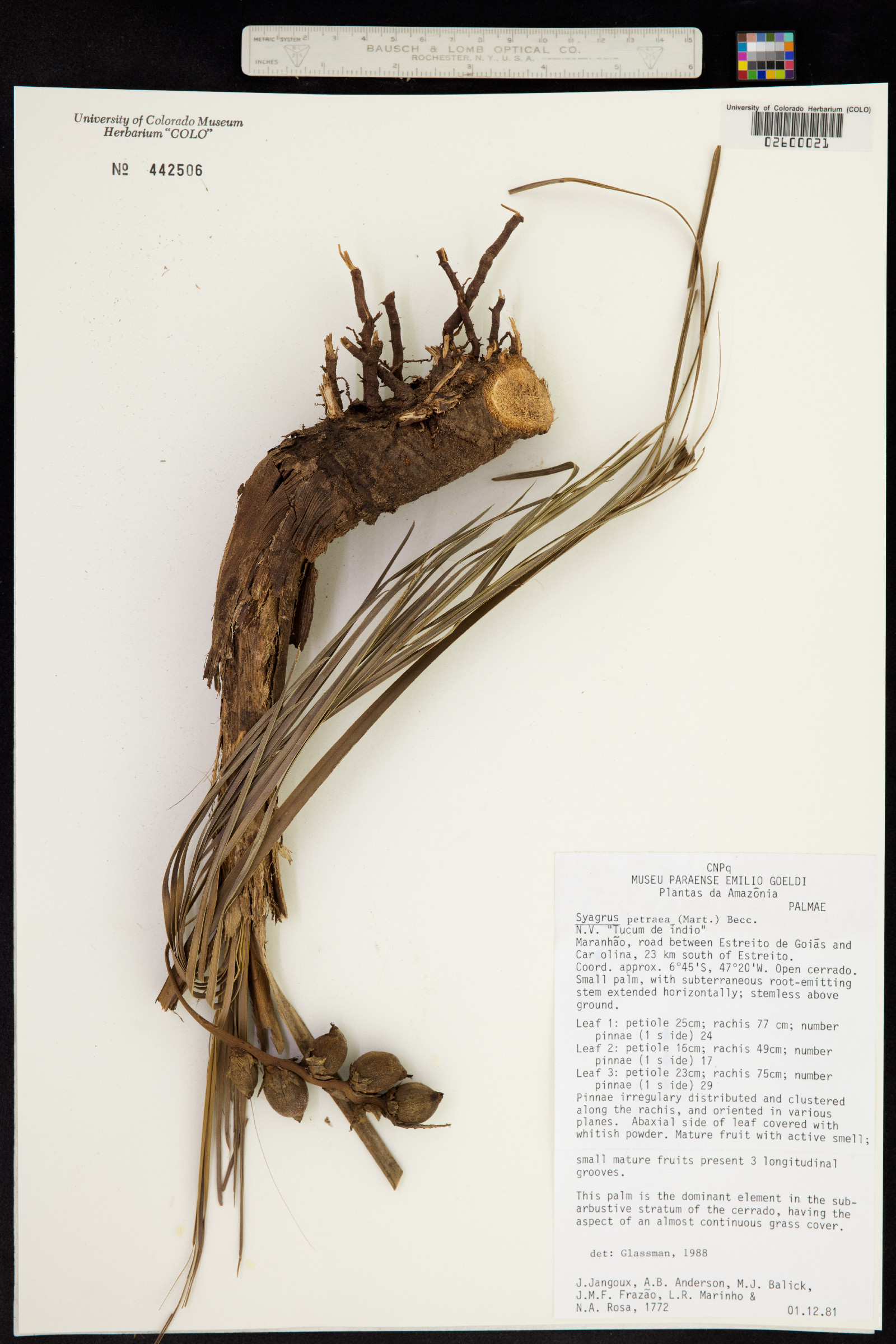 Syagrus petraea image
