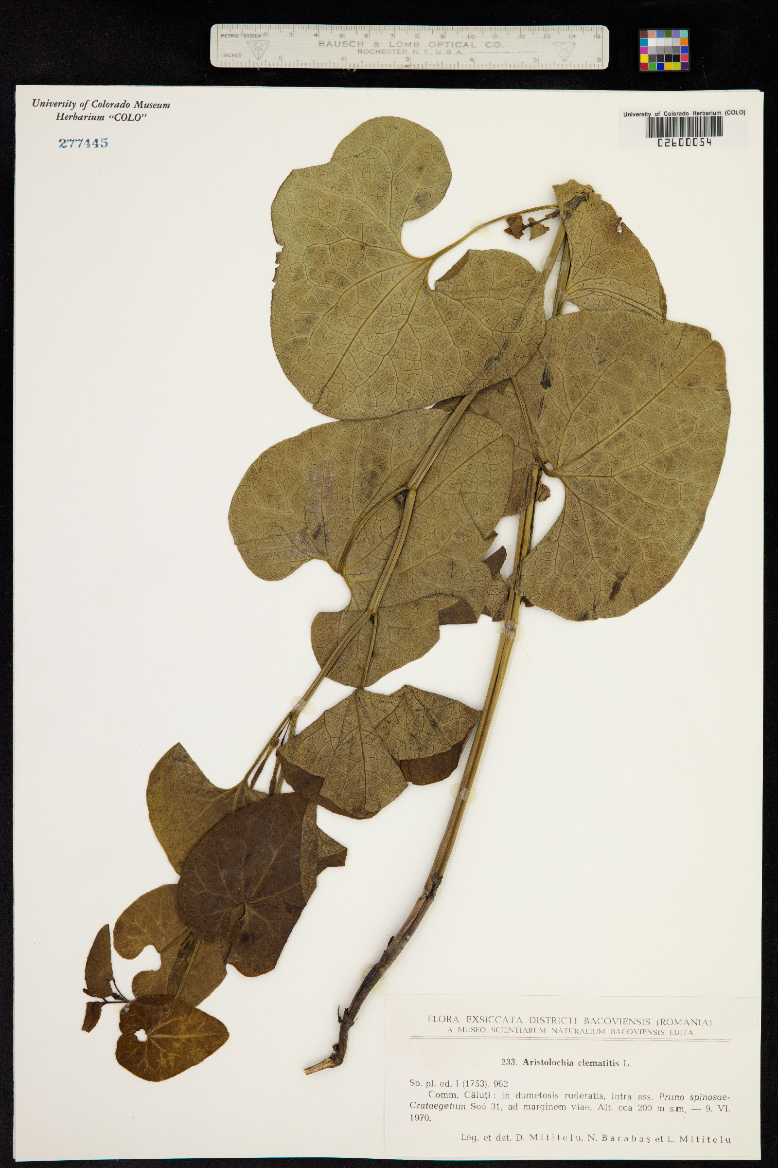 Aristolochia clematitis image