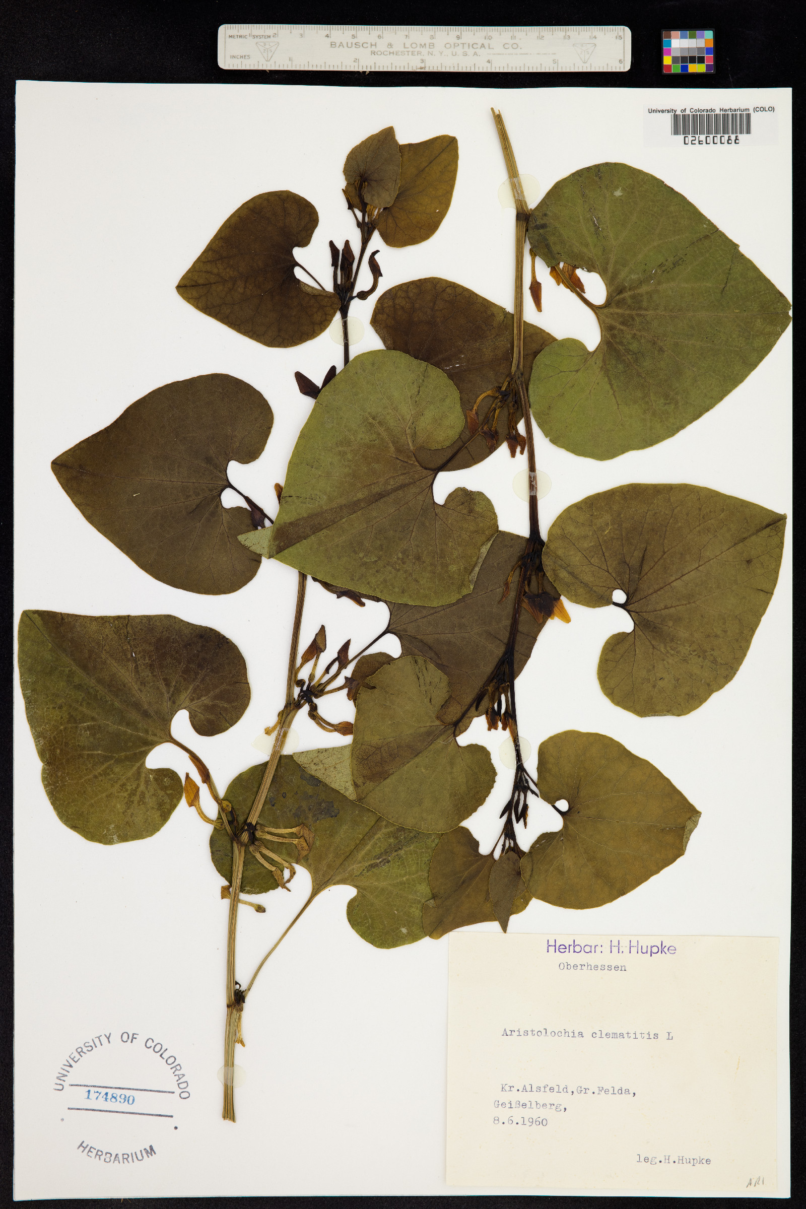 Aristolochia clematitis image