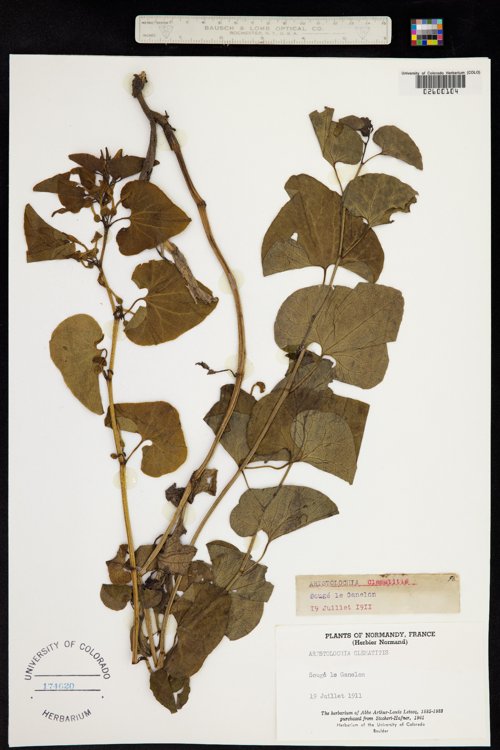 Aristolochia clematitis image