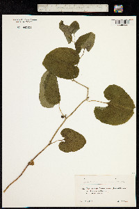 Aristolochia iberica image