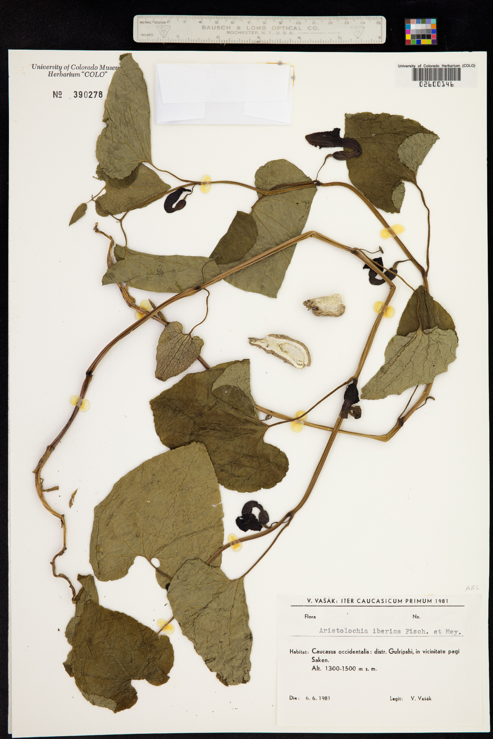 Aristolochia iberica image
