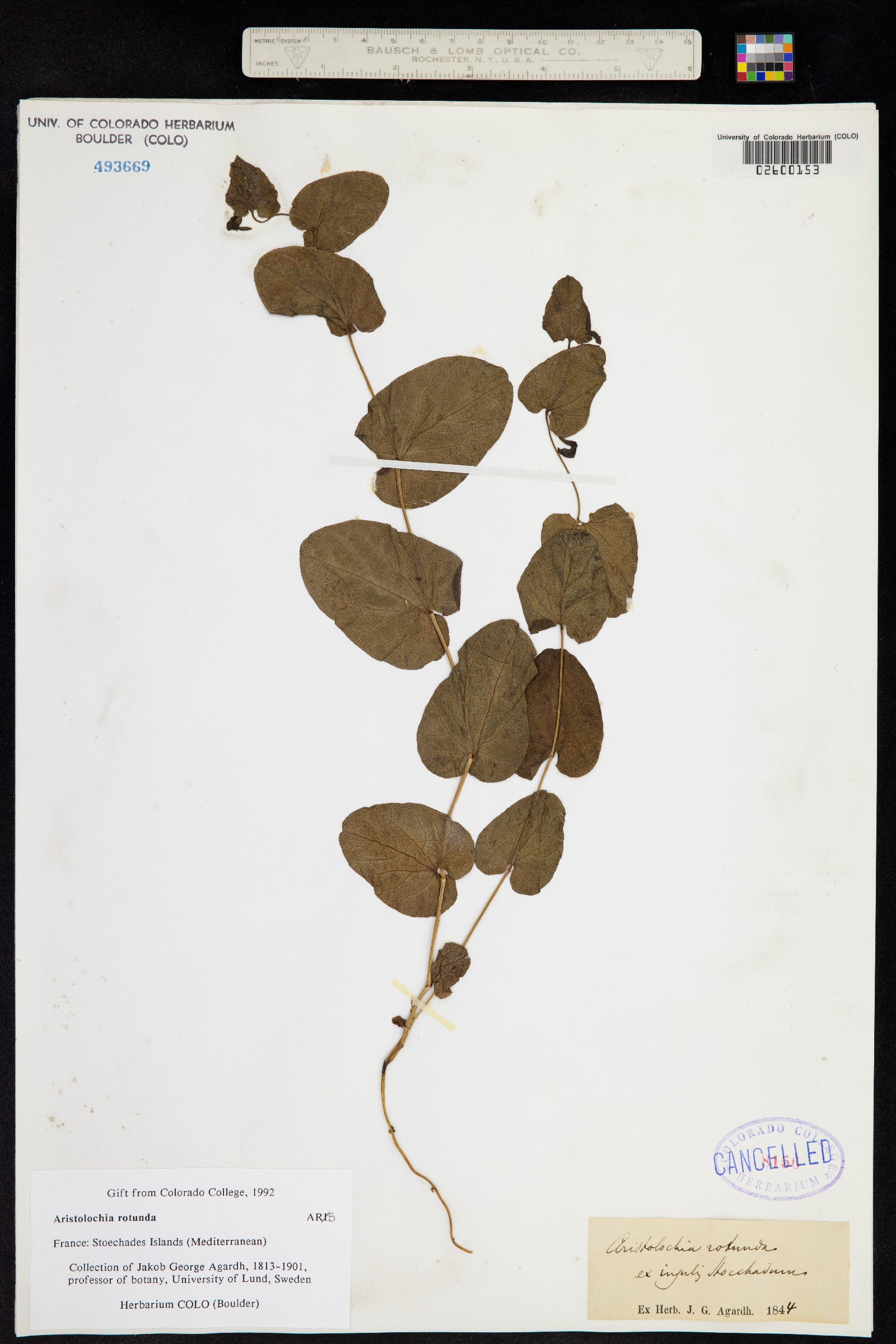Aristolochia image