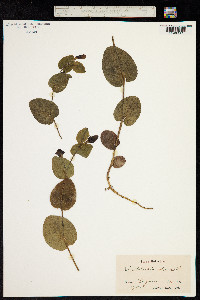 Aristolochia rotunda image