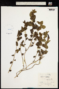 Image of Aristolochia longa