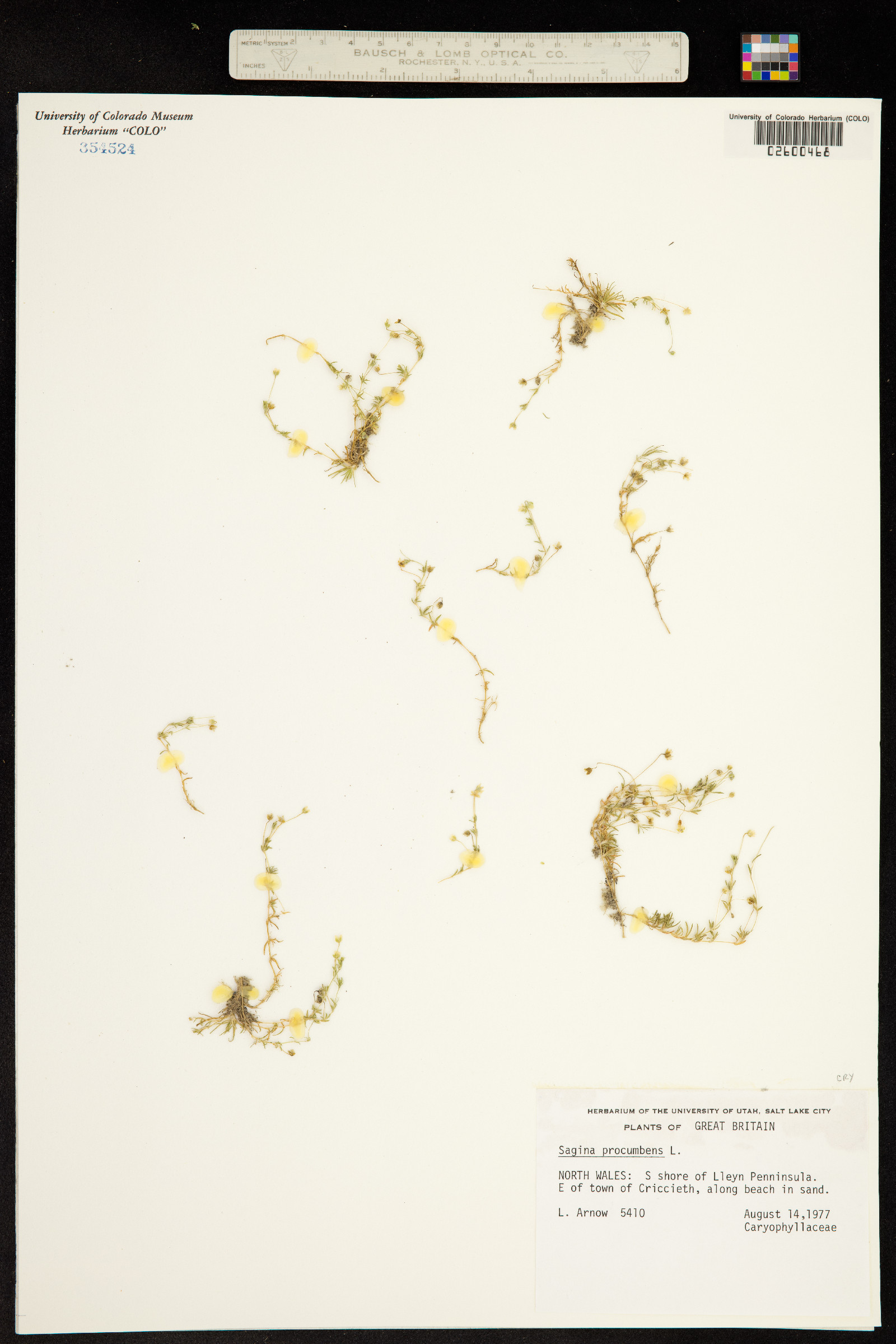Sagina procumbens image