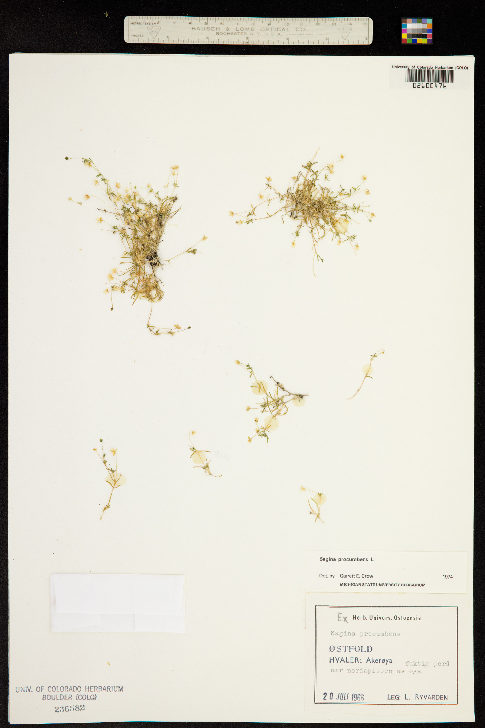 Sagina procumbens image