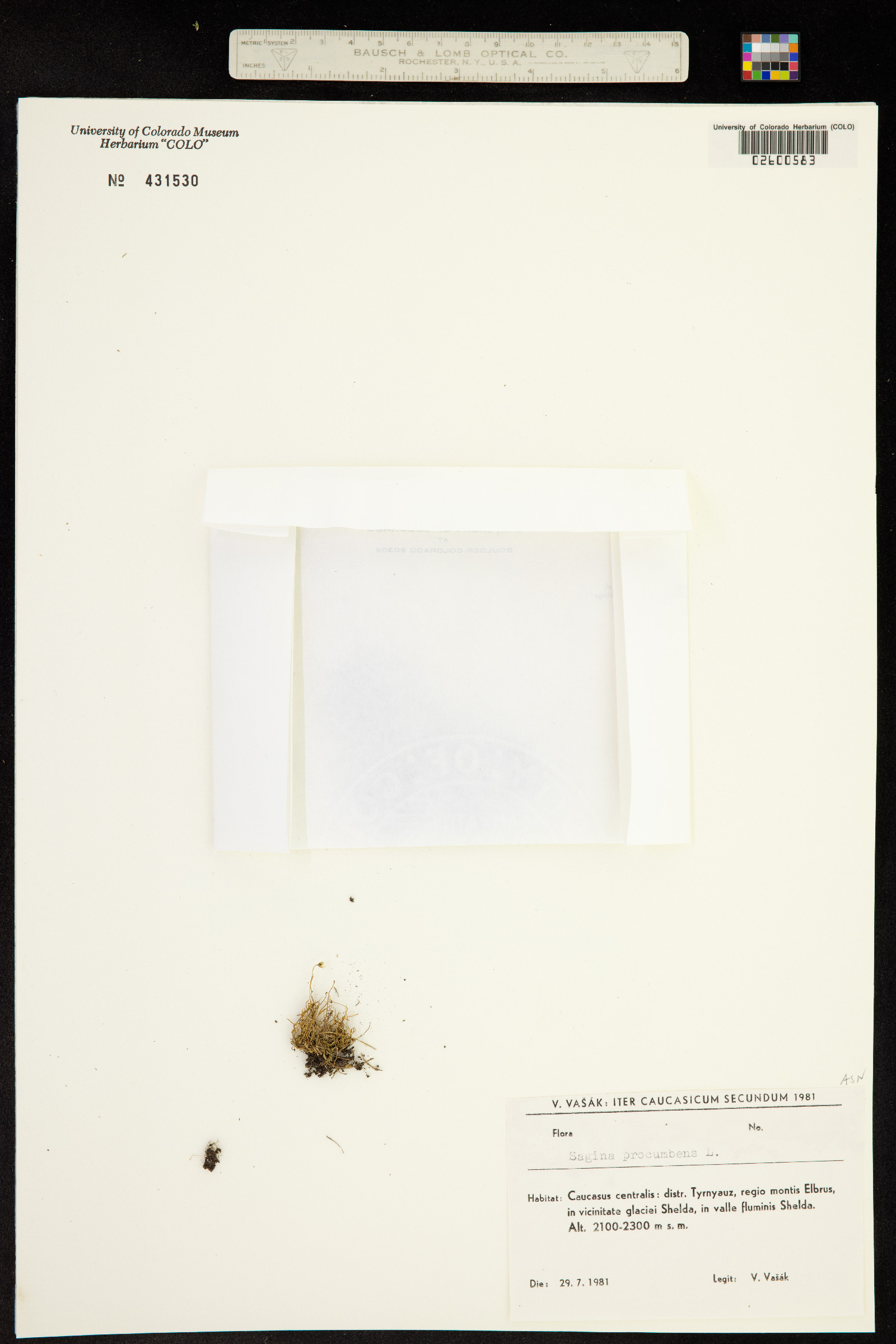 Sagina procumbens image