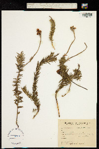 Macrosiphonia petraea image