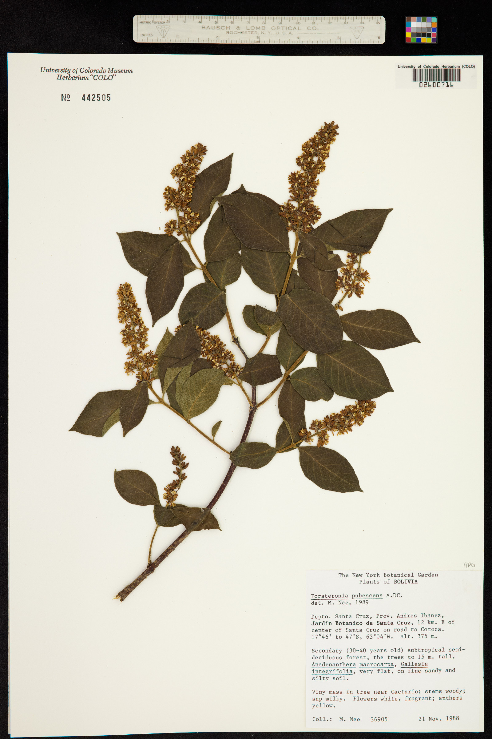 Forsteronia pubescens image