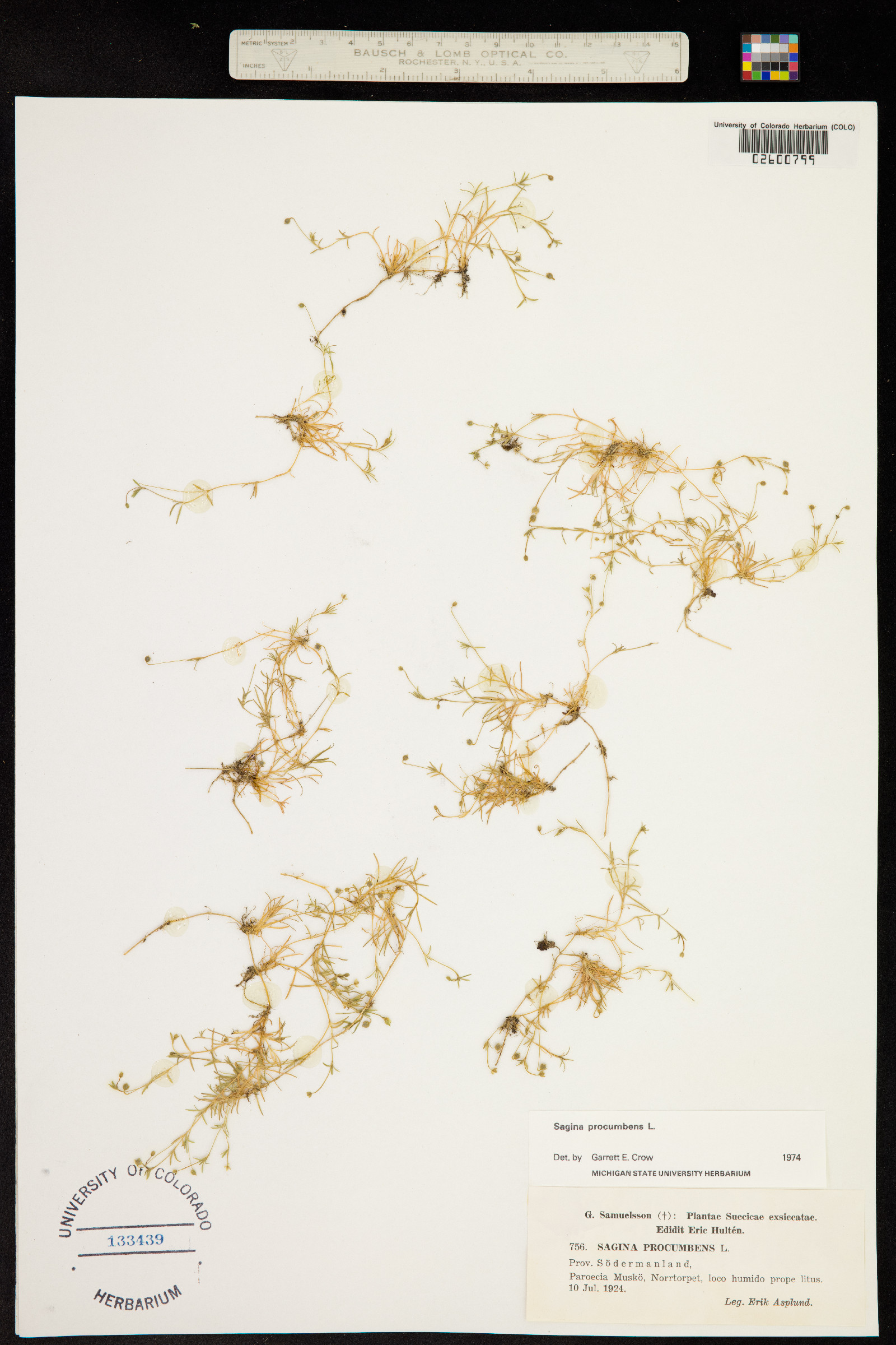 Sagina procumbens image