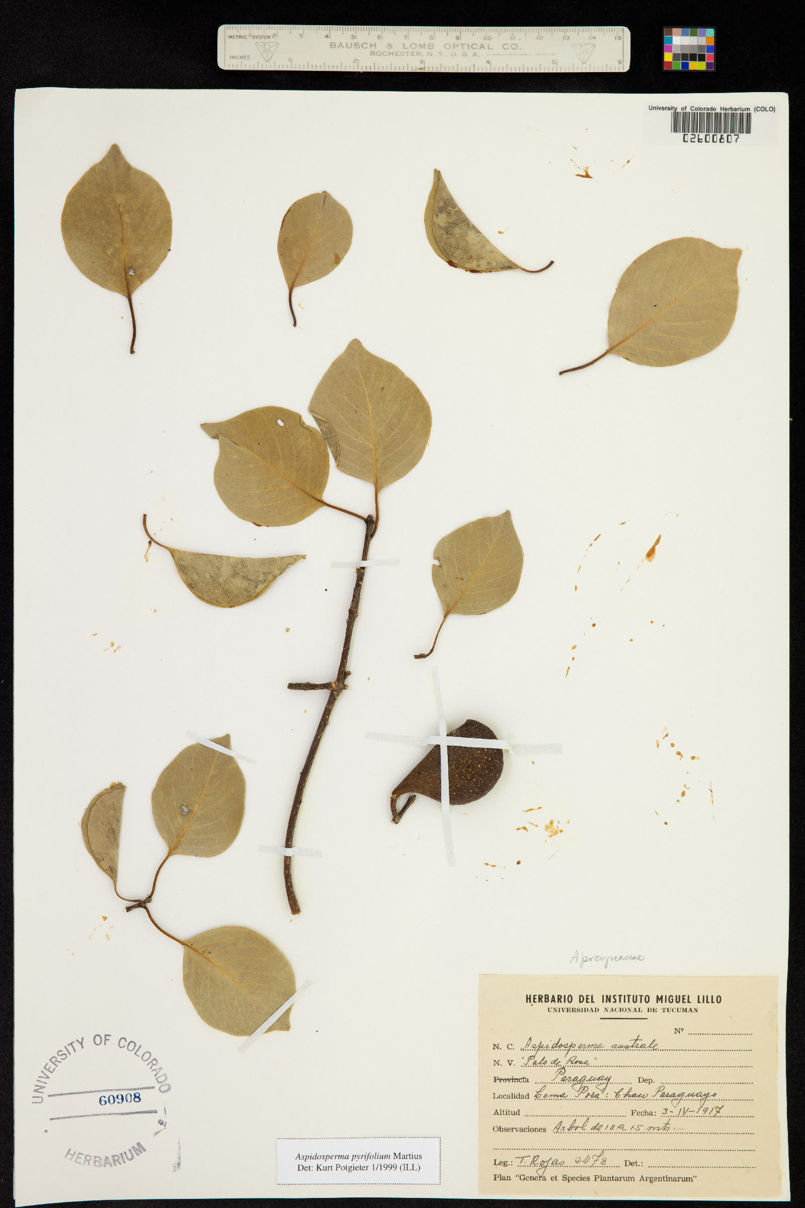 Aspidosperma pyrifolium image