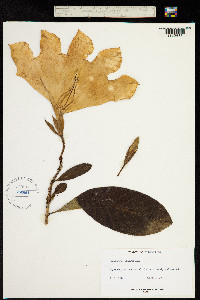 Beaumontia grandiflora image