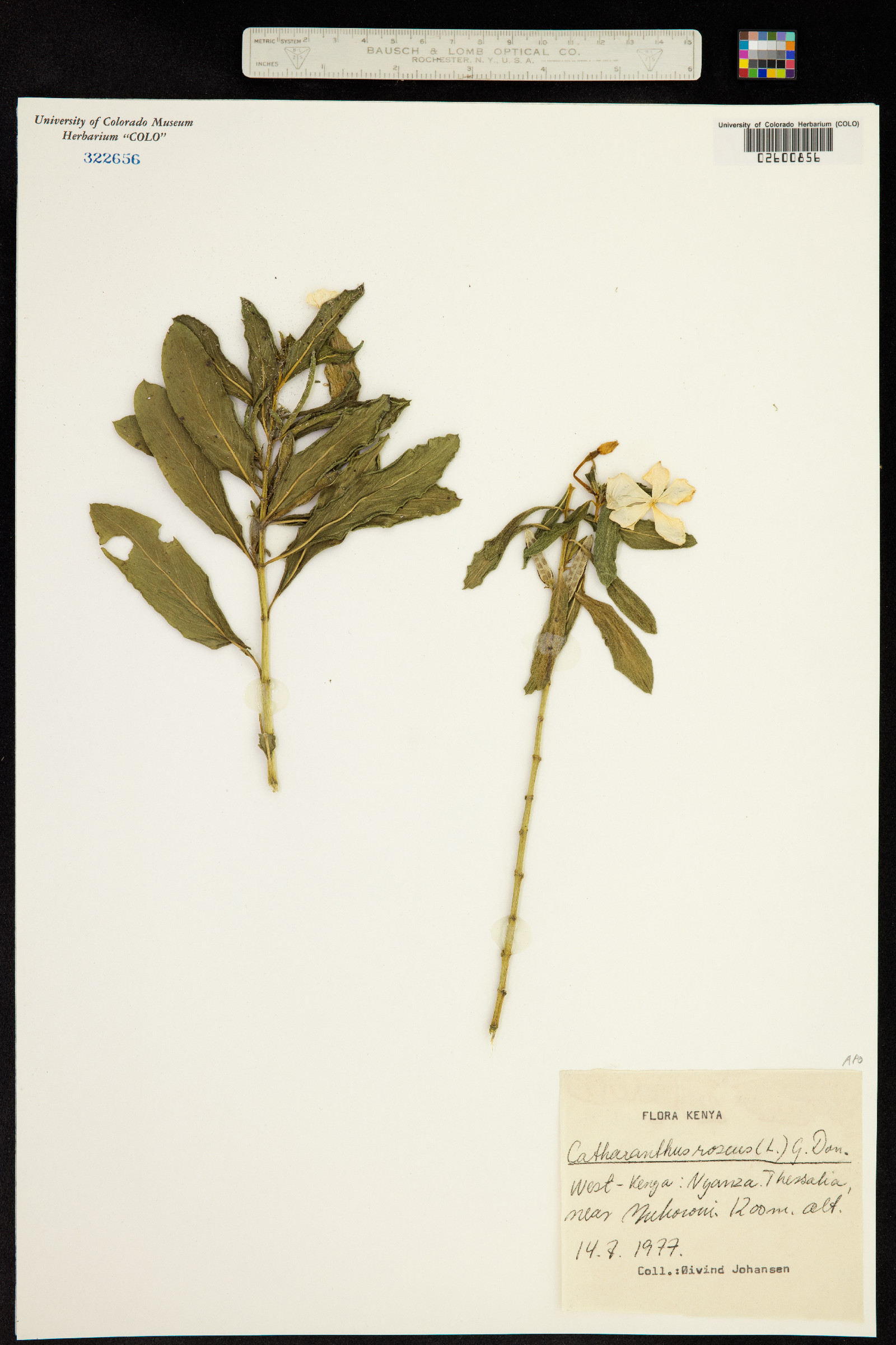 Catharanthus image