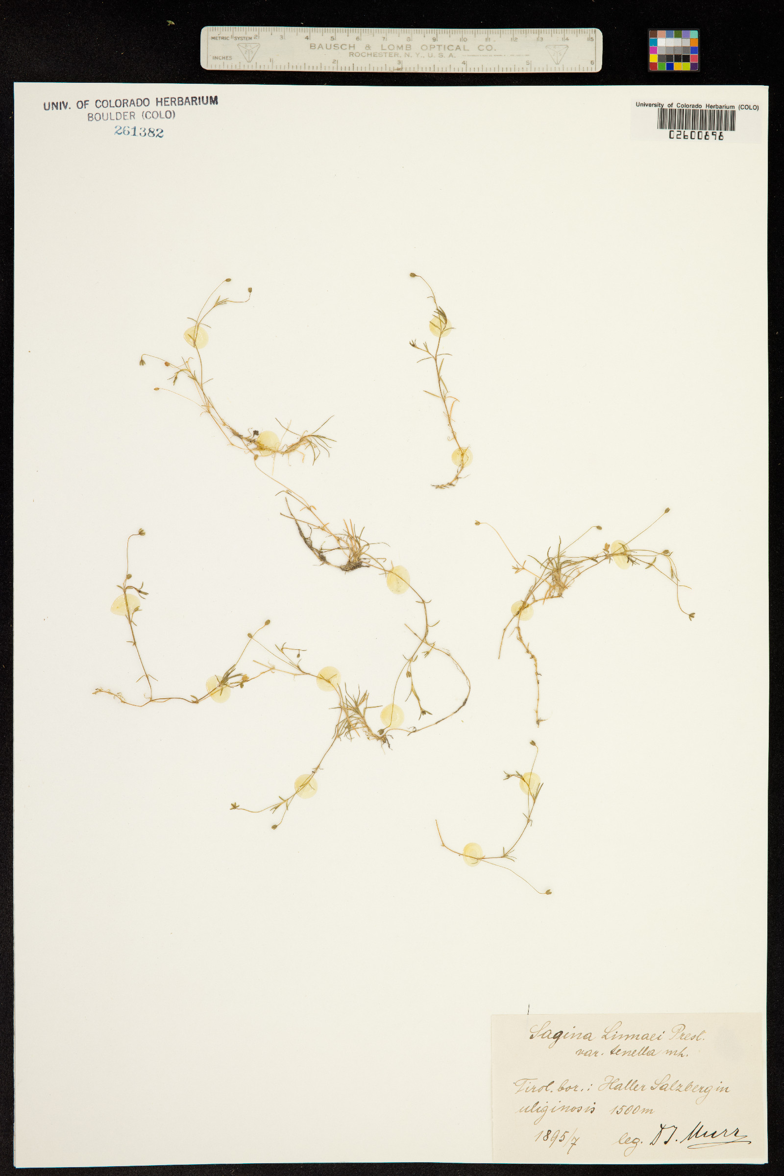 Sagina procumbens image