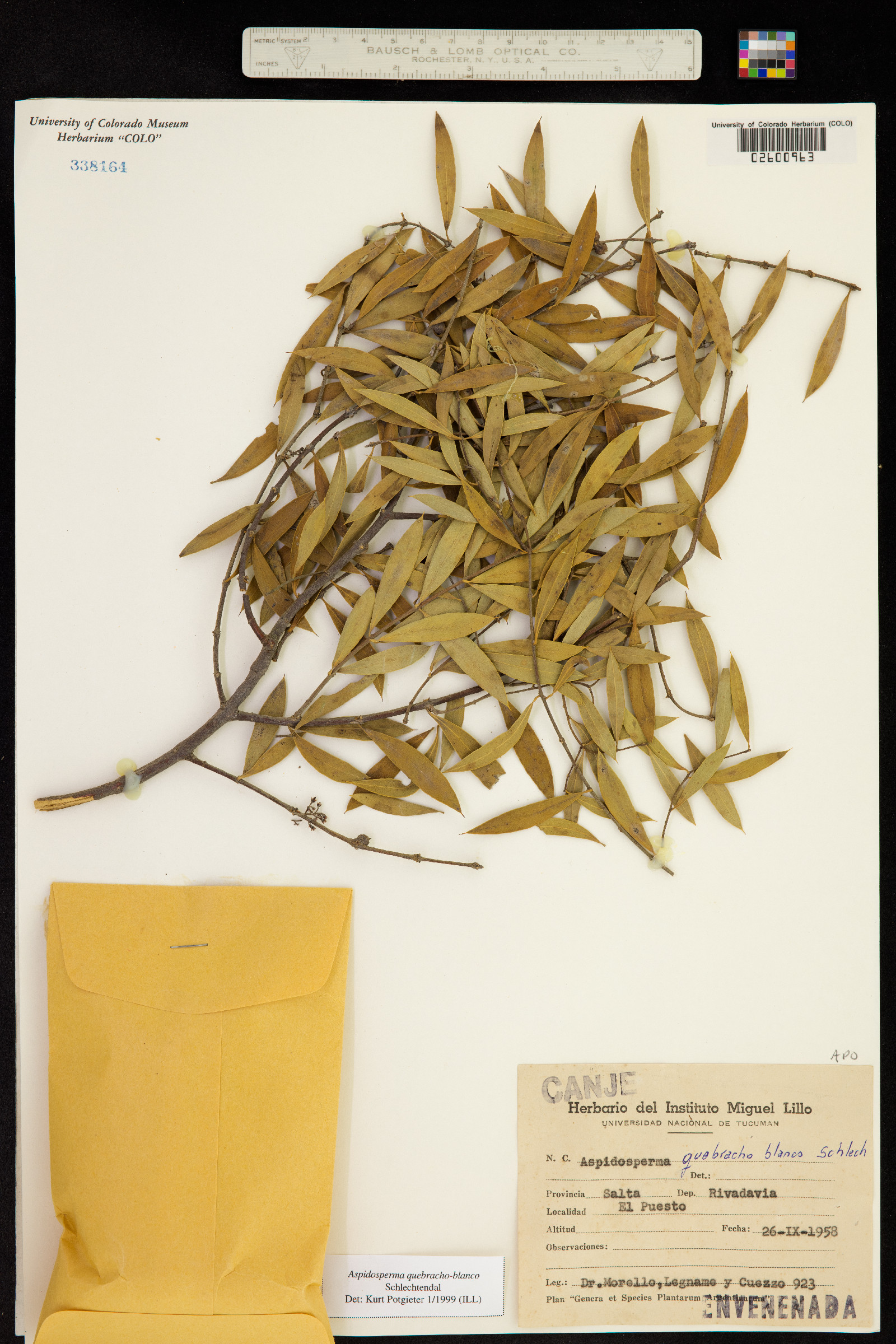 Aspidosperma quebracho-blanco image