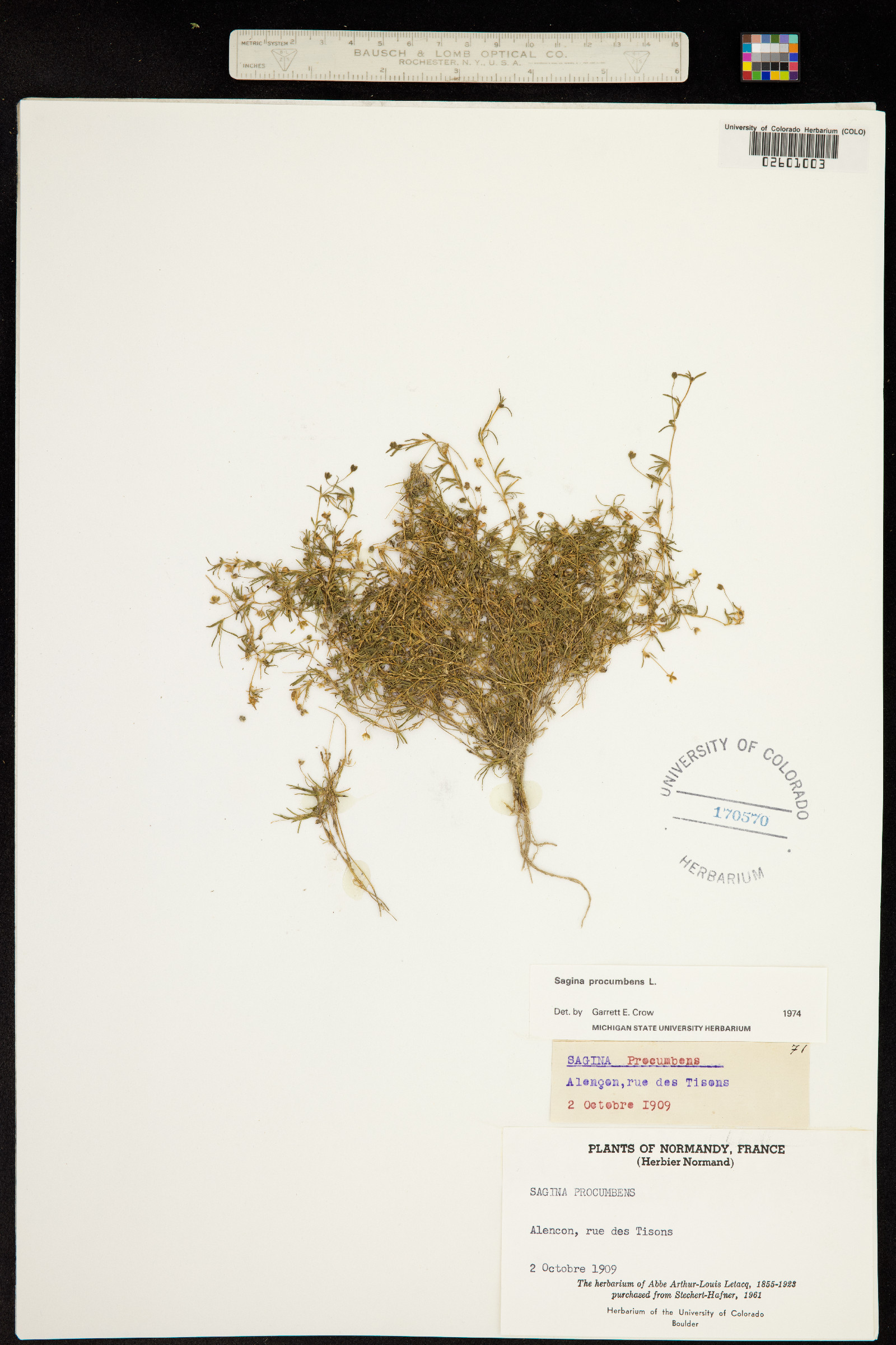 Sagina procumbens image