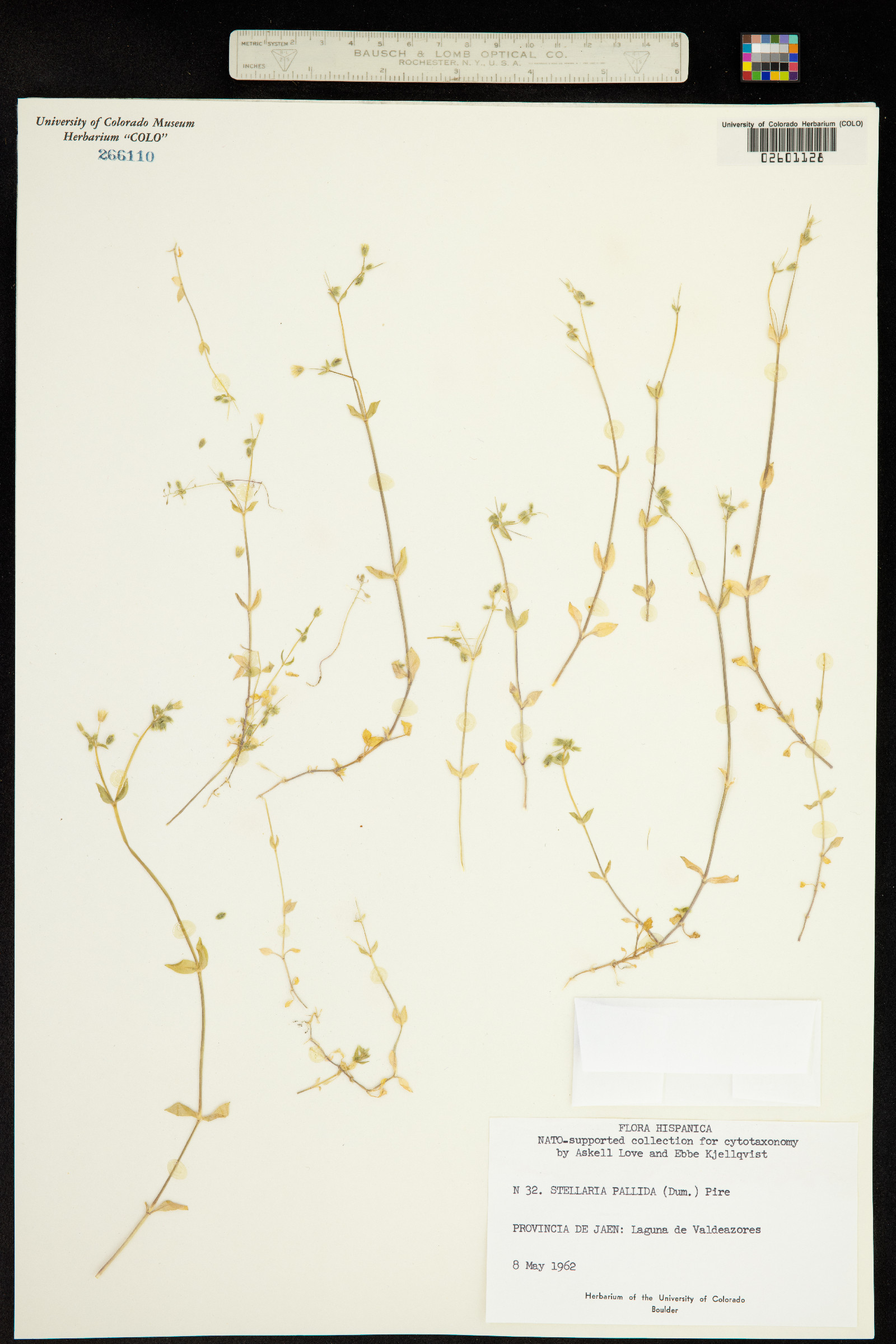 Stellaria pallida image