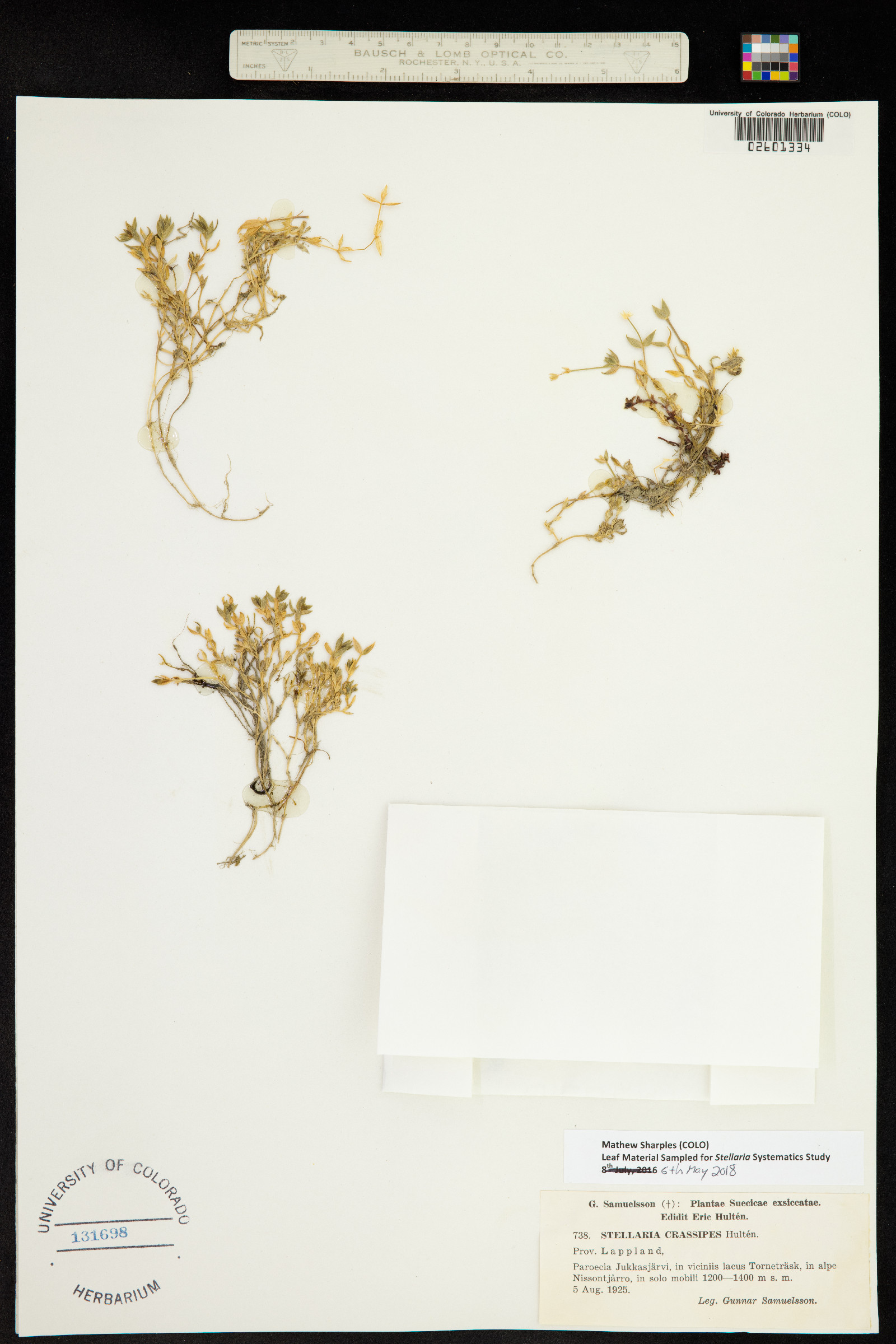 Stellaria longipes image