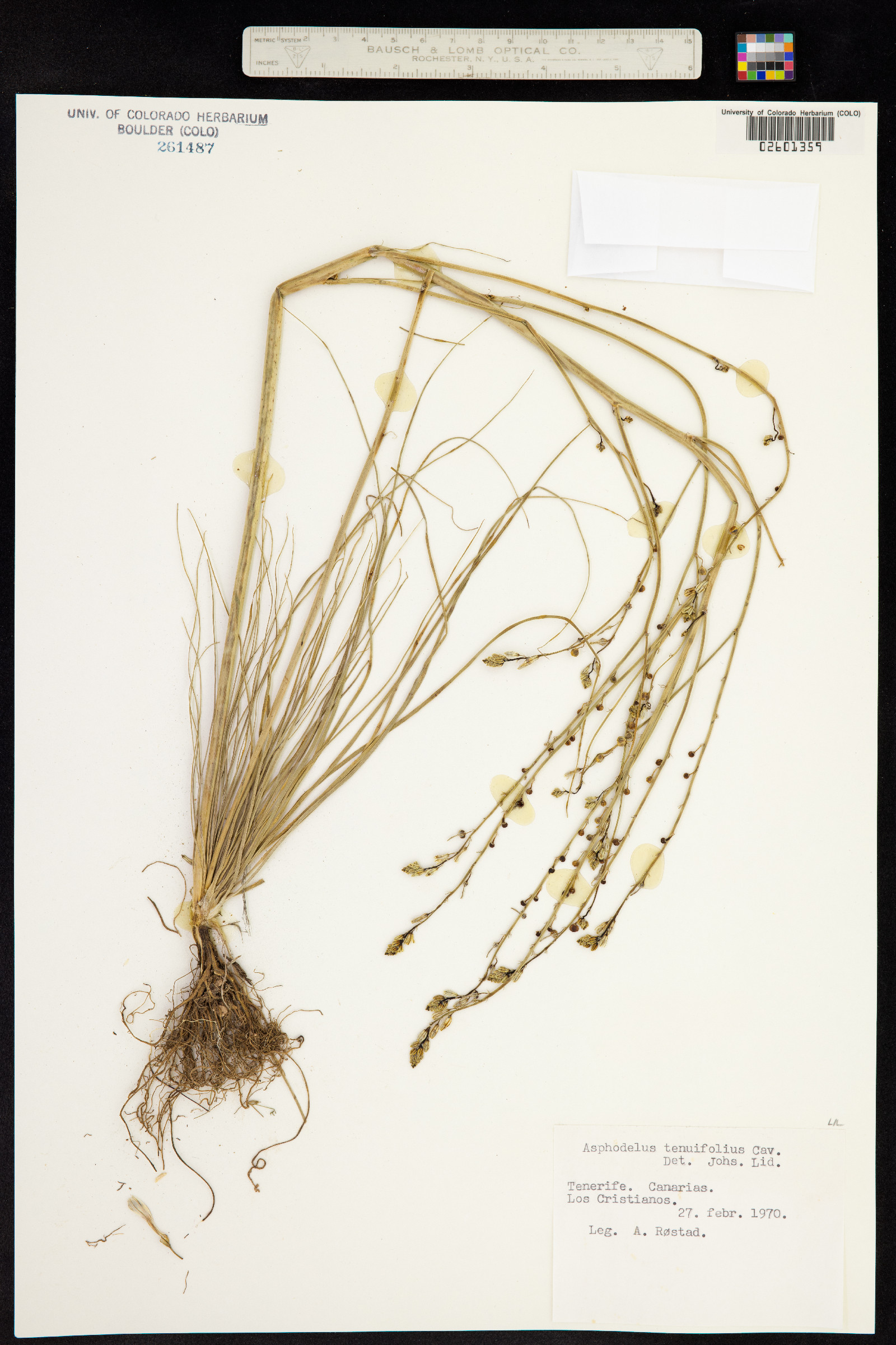 Xanthorrhoeaceae image