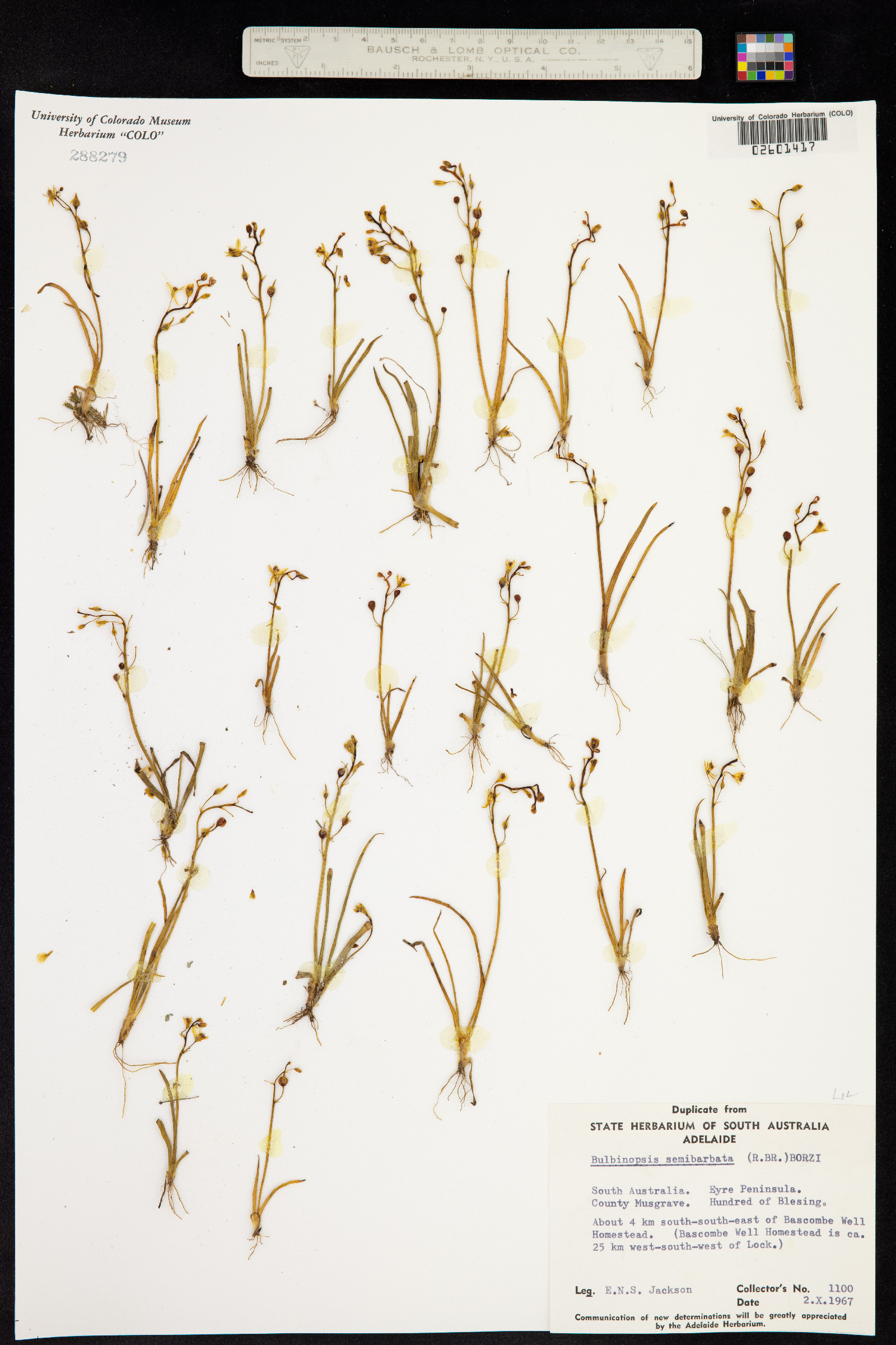 Bulbine semibarbata image