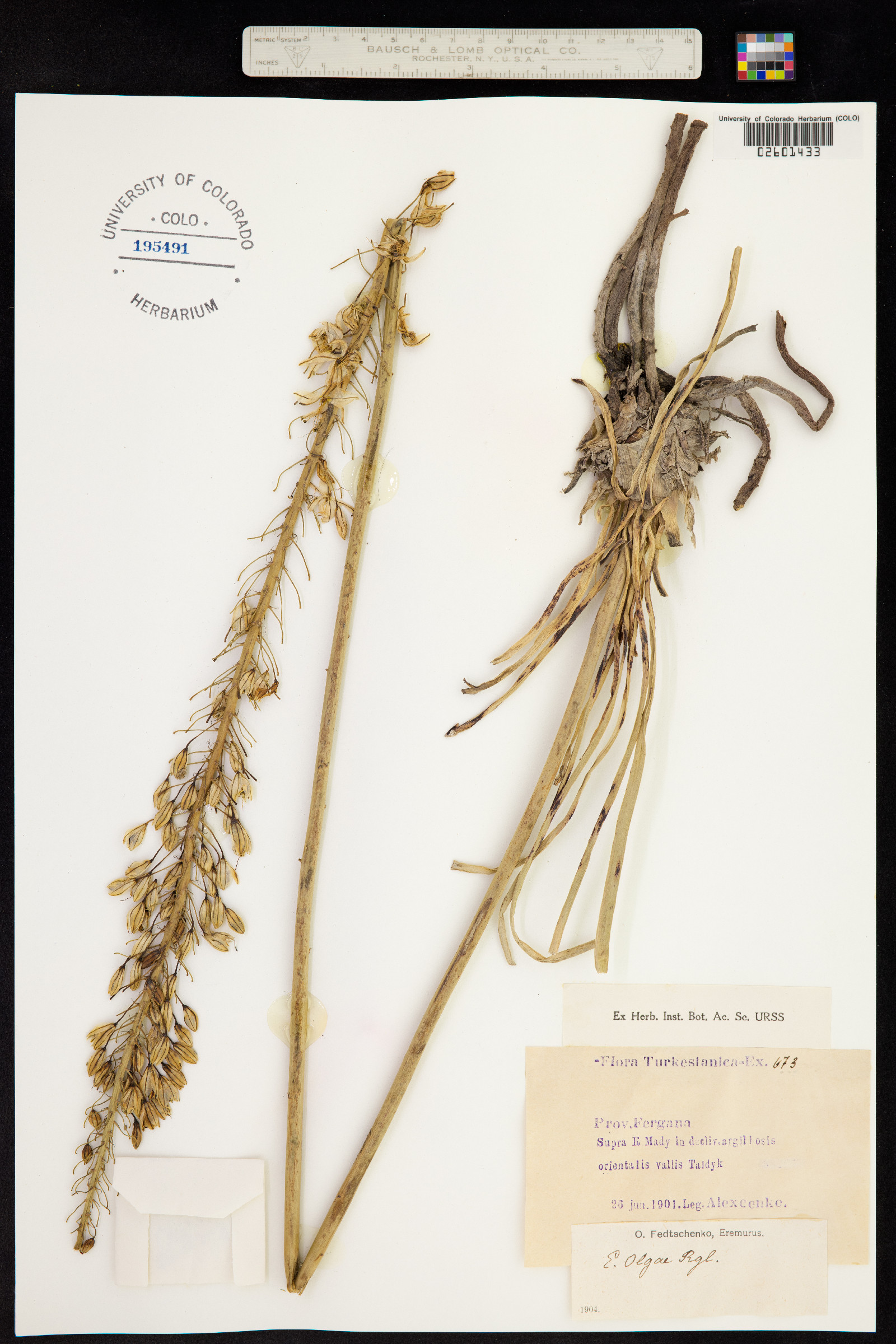 Eremurus olgae image