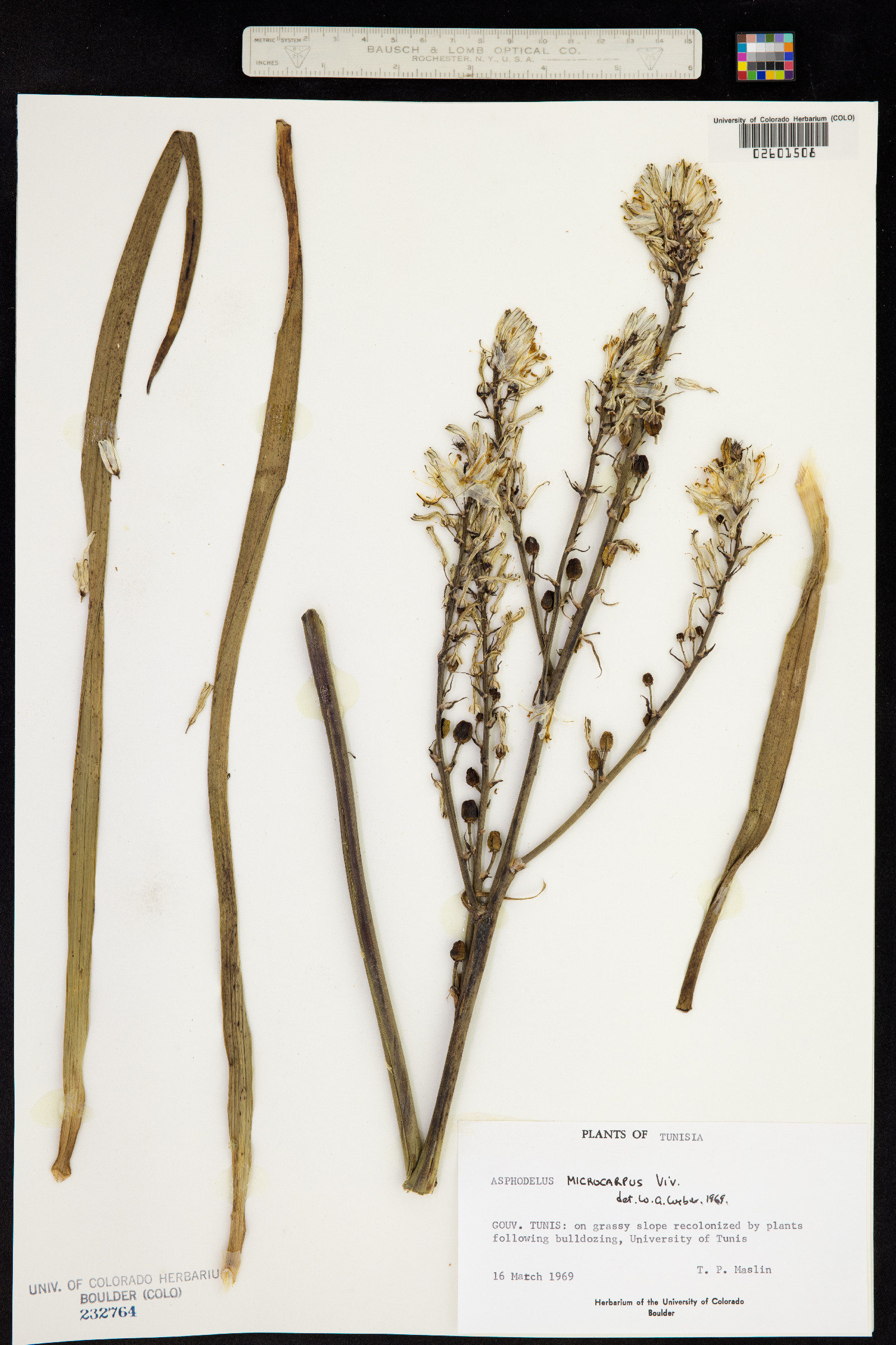 Asphodelus ramosus subsp. ramosus image