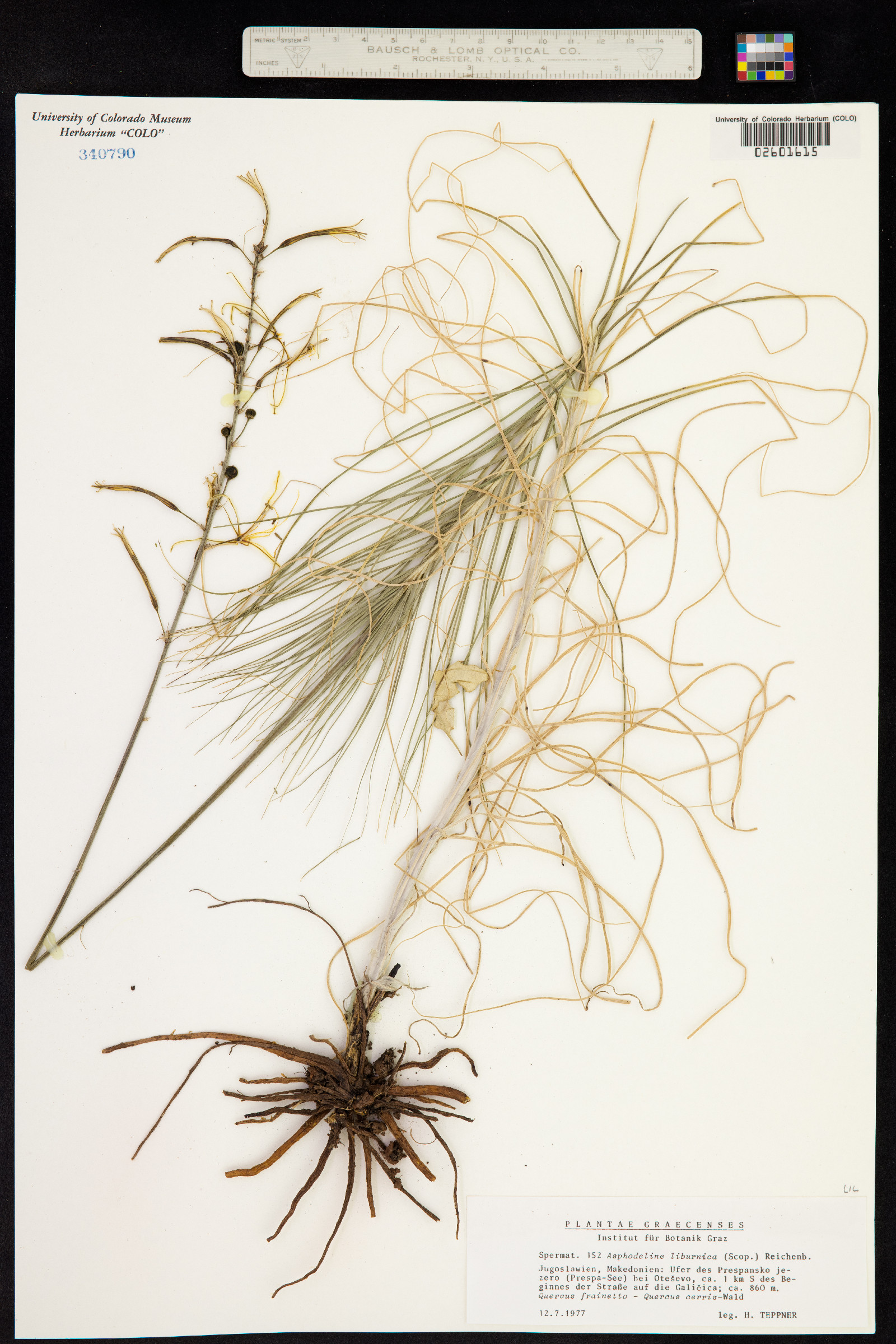 Asphodeline lutea image