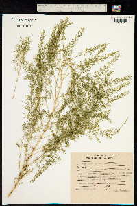 Image of Asparagus schoberioides
