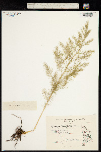Asparagus tenuifolius image