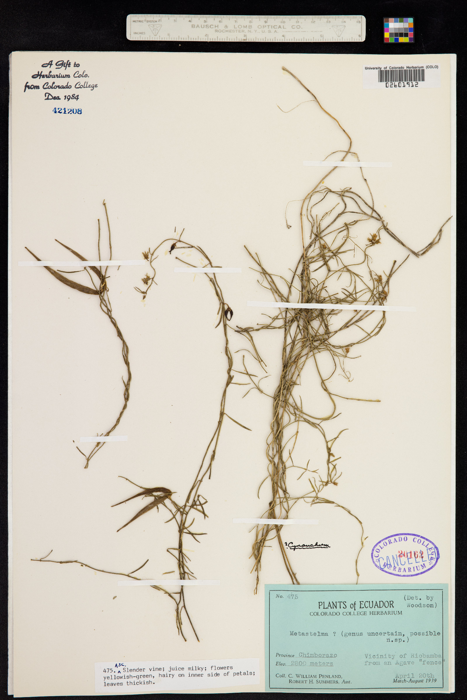 Metastelma image