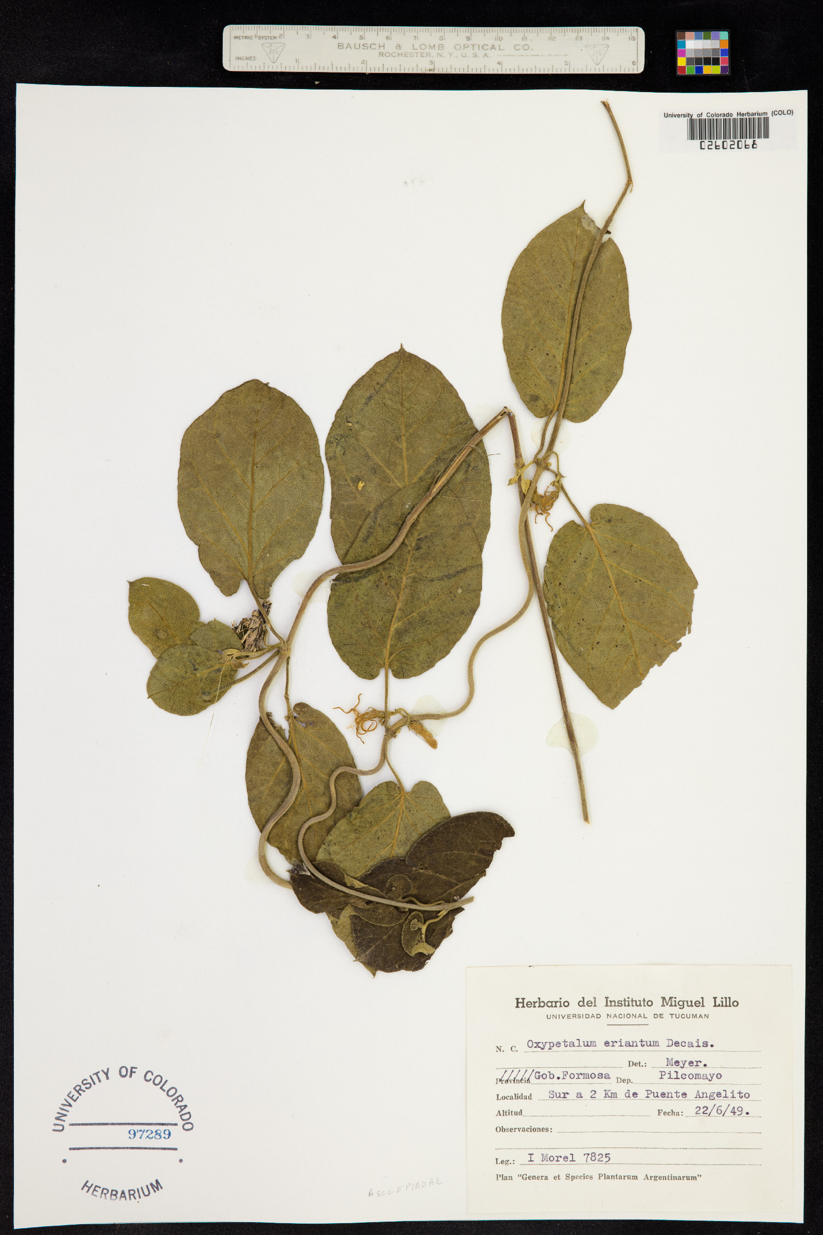 Oxypetalum erianthum image