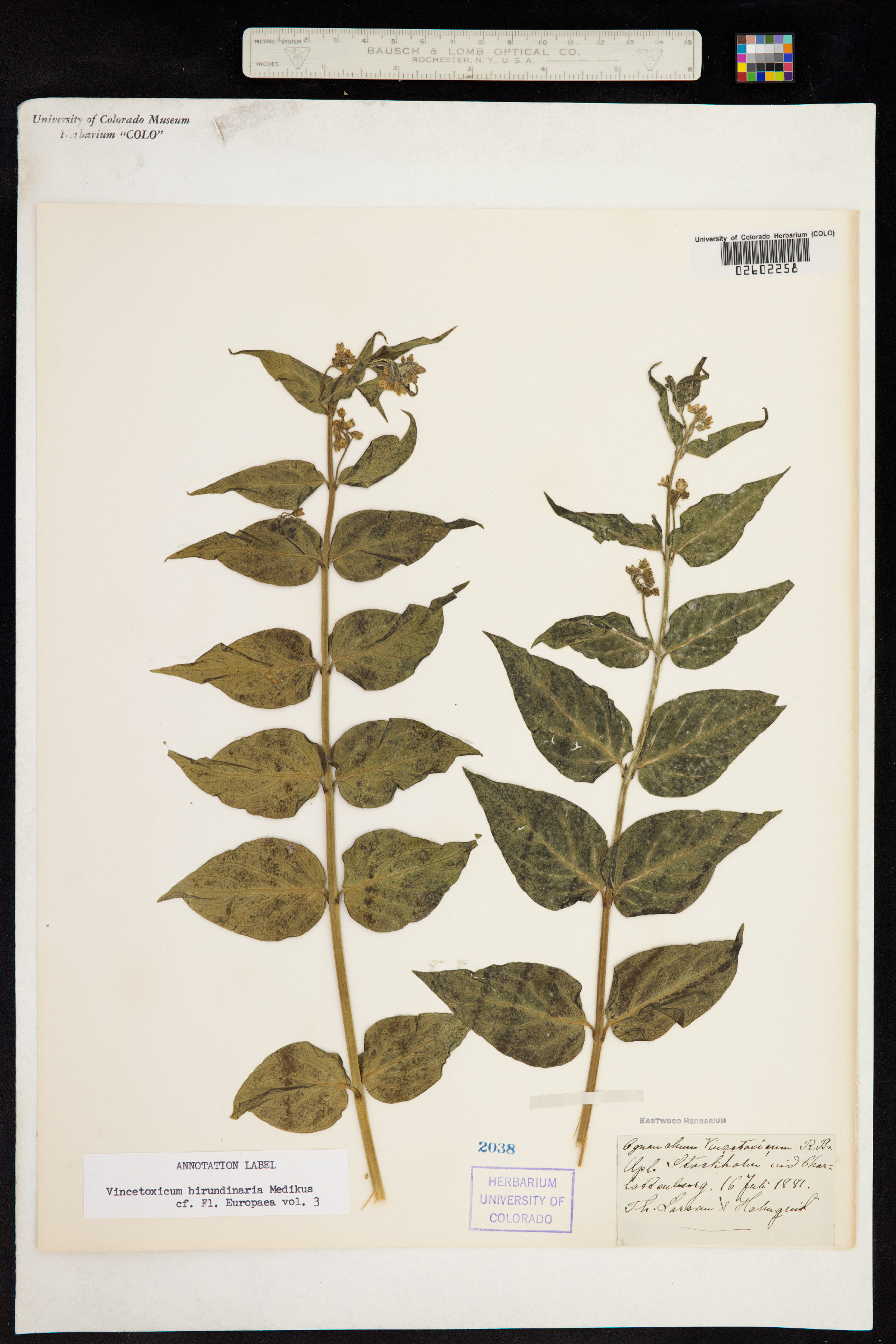 Vincetoxicum hirundinaria image